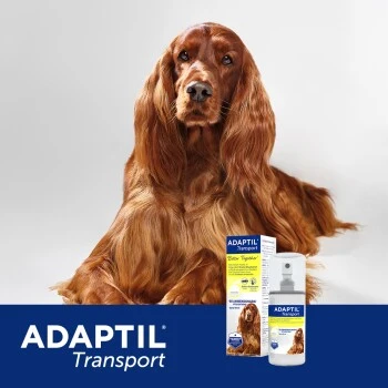 Adaptil Transport Spray 60ml Reduziert Reisestress Und Reiseübelkeit 8 Adaptil Transport Spray 60ml Reduziert Reisestress Und Reiseübelkeit – Bild 6
