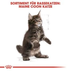 Royal Canin Maine Coon Kitten 2 Kg -Fressnapf 5363adbcd5720069c9dee834c28d247ed6c58d7d 78d41fa69f58c3708158103686f8d71d73464eed