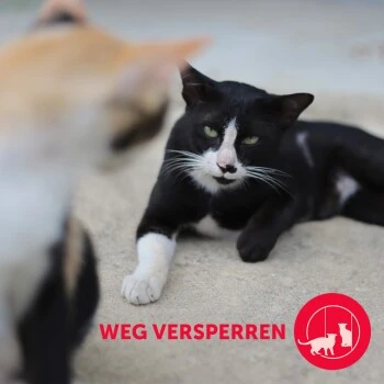 Feliway Friends Nachfüllflakon Reduziert Konfliktverhalten 48ml 10 Feliway Friends Nachfüllflakon Reduziert Konfliktverhalten 48ml – Bild 8