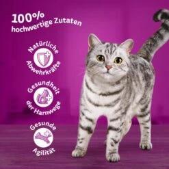 Whiskas Mega Pack 7+ Fisch Auswahl In Gelee 40 X 85g -Fressnapf 63740cfbd7eae11c4673e2f684c831a1b8bb5791 1417307 3