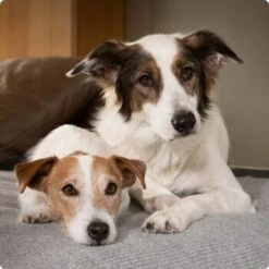 SELECT GOLD Sensitive Medium Senior Insekt 4kg -Fressnapf 6abb6915af23c615d0cf74853b0a3bb663e7931c 1096086 de DE 4 Select Gold Dog