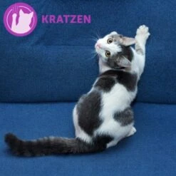 Feliway Classic Transport Spray 60ml Gegen Kratz- & Harnmarkieren -Fressnapf 9148930582f8d574f3169307e0abbb7c8adc9ef3 1204448 2