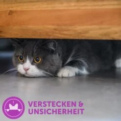 Feliway Classic 3x48ml Nachfüllflakon Vorteilspack Zur Beruhigung -Fressnapf 9df8ae591b026138a3c11f6df5ee36cc20c7a6e6 1271232 1