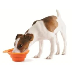 Josty Faltnapf Silicone Orange / Grün 15 Cm -Fressnapf b7dd105af6893bcd65ad5d7b04feb3289ec426d8 1176896 2