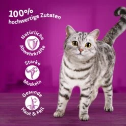 Whiskas Mega Pack 1+ Geflügel Auswahl In Gelee 40 X 85g -Fressnapf f2238a5dbe1589d7ba2a798f5d8244324a64a752 1417306 3